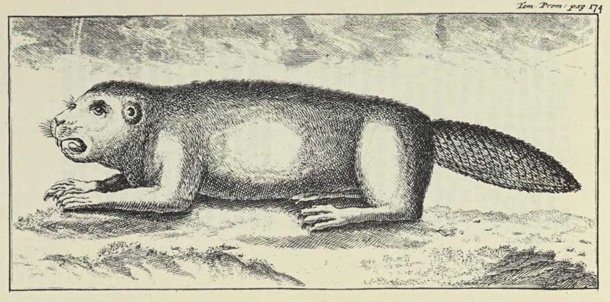 Bóbr, Louis-Armand de Lom d'Arce (1666-1716)